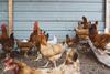 Chicken in coop unsplash Copy