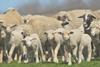 Sheep in field