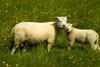 Sheep in a field.