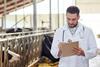 Vet inspecting cows