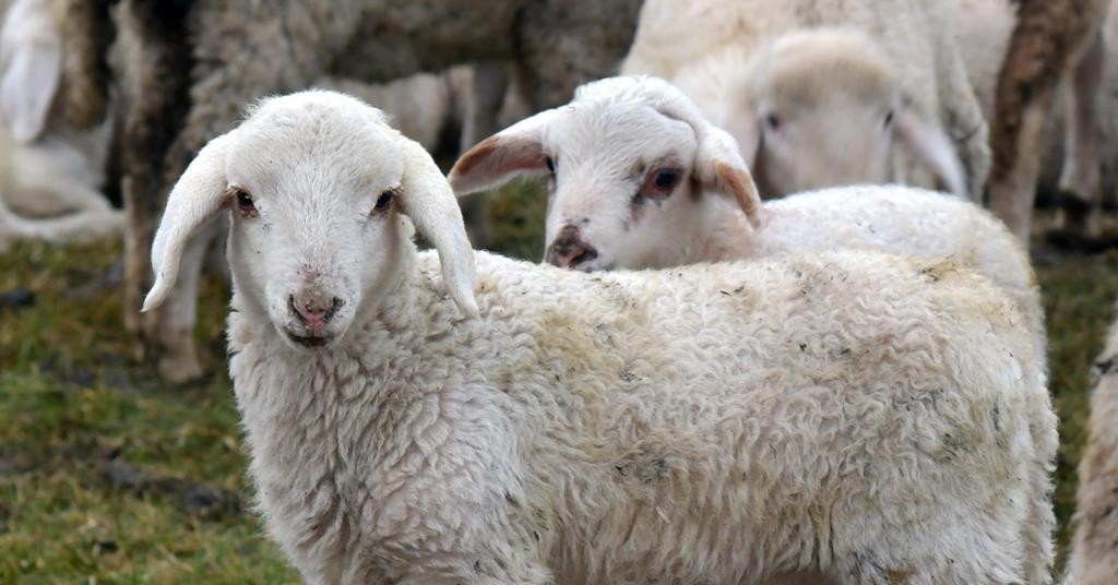 Lamb welfare measures will be an “added cost” to supply chain, says NFU ...