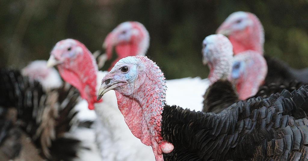 Turkey producer under investigation for animal welfare and biosecurity ...