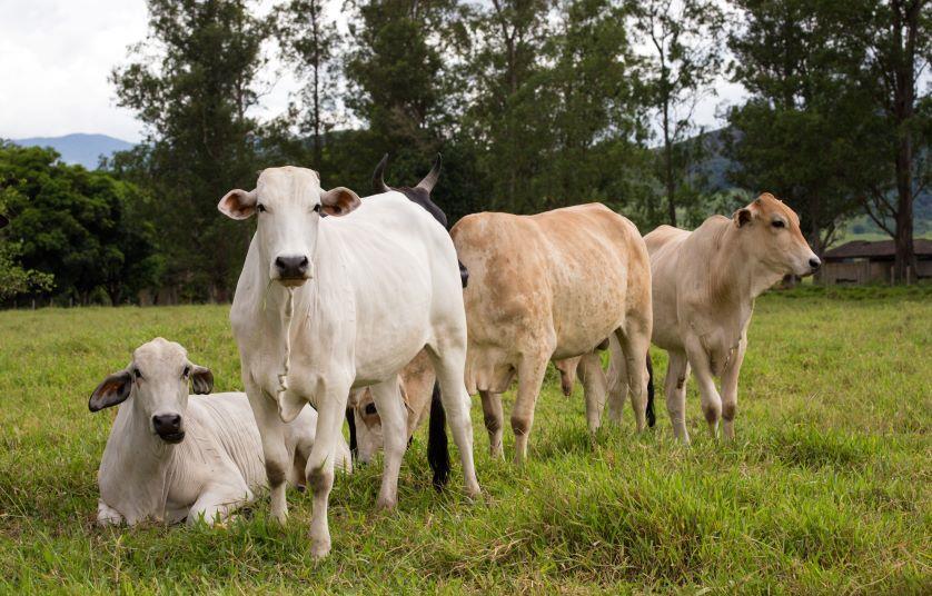 Samad Cow SAMW calls for meat supply chain collaboration | News | Meat Management