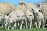 Herd of sheep and lambs on field