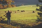 iStock Farmer looking at Cattle