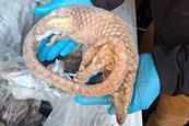 Pangolin seized by FSA's NFCU