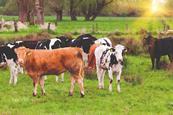 Livestock cattle