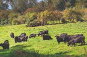 Cattle grazing in a sunny field