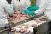 Workers at chicken processing factory.