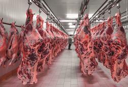 hanging-carcasses-abattoir