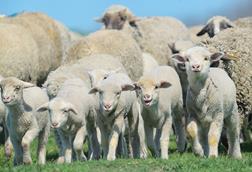 Herd of sheep and lambs on field