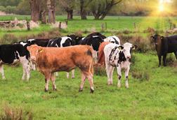 Livestock cattle