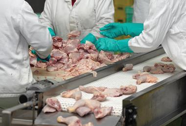 Workers at chicken processing factory.
