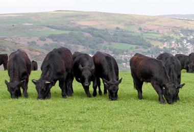 Welsh Black cattle