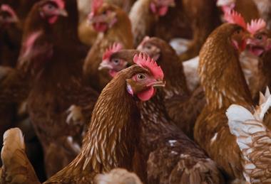 iStock_poultry_farm