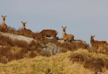 Deer on Hill - Forestry and Land Scotland Game