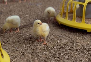 Chick