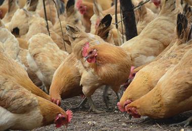 Chickens pecking the ground