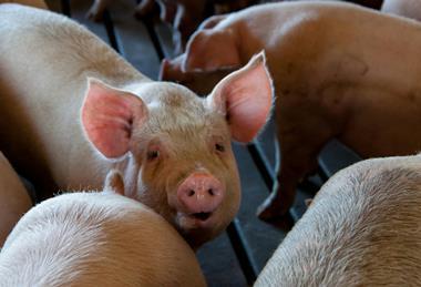 Pigs