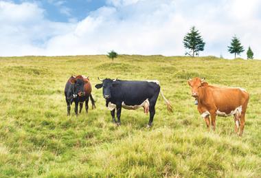 Cattle in field