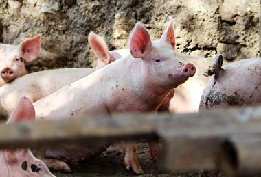 Pig
