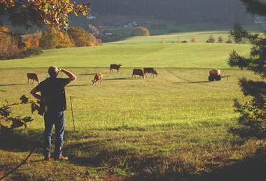 iStock Farmer looking at Cattle