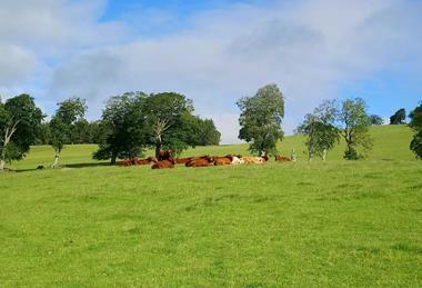 Activate leaders farm - Dunbia