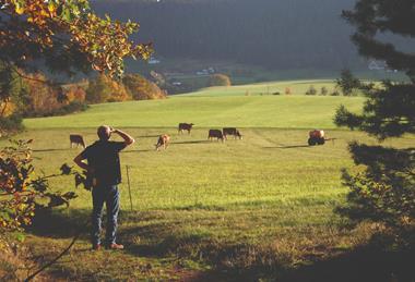 iStock Farmer looking at Cattle