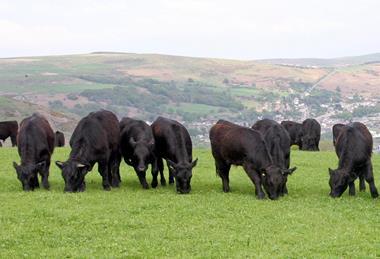 Welsh Black cattle