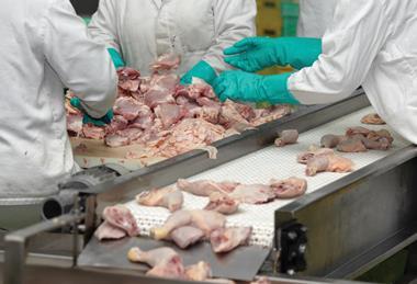 Workers at chicken processing factory.
