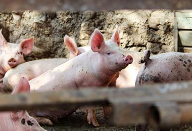 Pig through fence