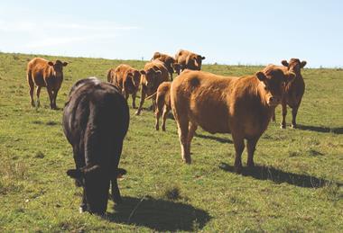 Cattle in Field