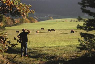 iStock Farmer looking at Cattle