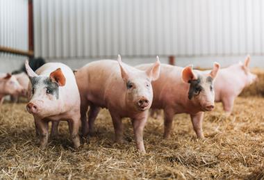 QMS Pig Sector image cropped credit QMS