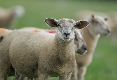 LMC reports strong market for lamb May 2026