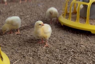 Chick