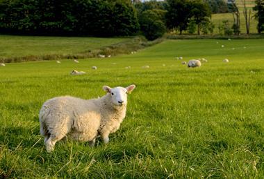 Sheep grazing