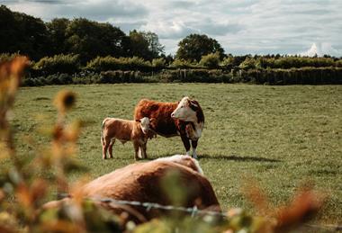 Cow and calf