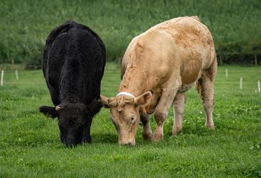 LMC cattle throughput increases