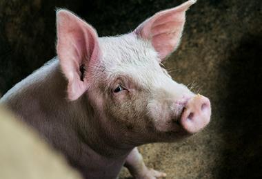 Pig