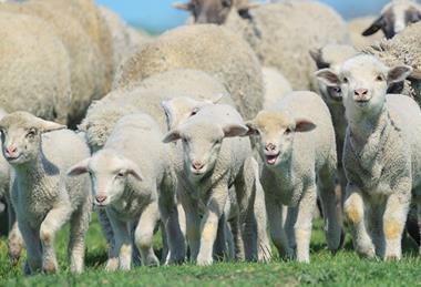 Herd of sheep and lambs on field