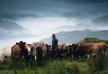 Stirlingshire Monitor Farmer, Bruce Duncan with his cattle on his farm in Inveruglas, looking onto Loch Lomond.