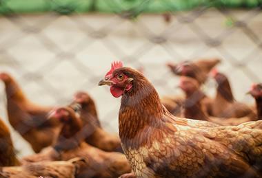 Chicken behind fence