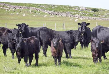 Hill cattle and calves