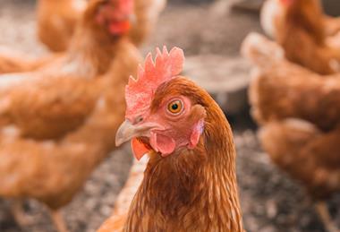 Chicken looking at camera