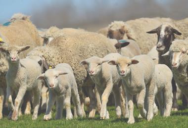 Sheep in field