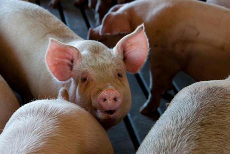 Pigs