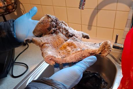 NFCU cane rat seized April 2026 2