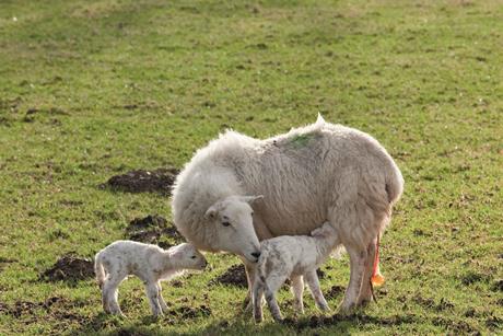 Welsh lambs with sheep