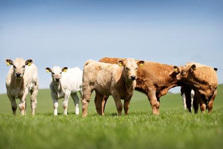 Scottish cattle - QMS 2026